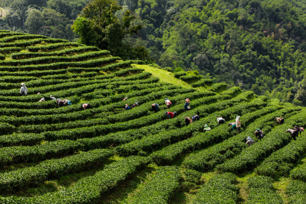 wisata kebun teh ciwidey bandung